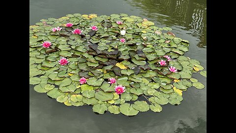 These waterlillies are popping!