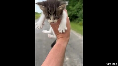 Kitten Found Next to The Road - Funniest Pet Videos, Try Not to Laugh