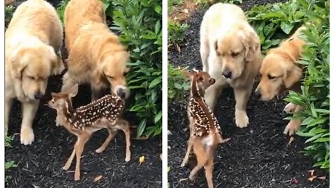 Two Golden Retrievers Meet Baby For The First Time