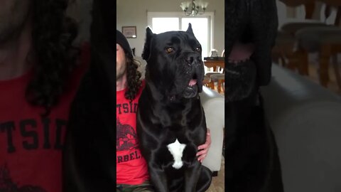 Why You CAN'T Own a Cane Corso Pt. 1 #shorts #viral #pets