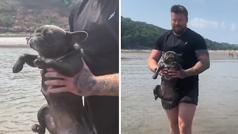 Cute Frenchie puppy's first time swimming will melt your heart