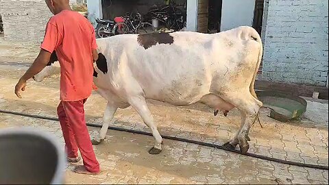 hf cow high milking
