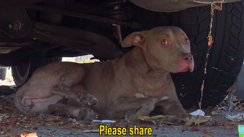 Stray Pit Bull gets hit by a car. Luckily, someone called Hope For Paws to help!