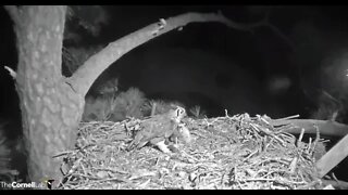 Time For a Squirrel Snack 🦉 3/11/22 02:22