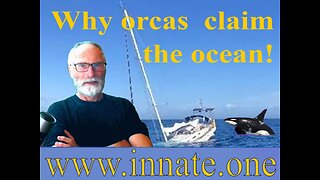 Orcas destroying sailboats have a message for us!