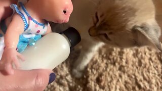 Our human rat feeds our kittens bottles!