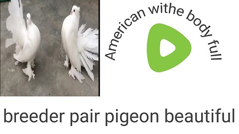 Beautiful pigeon pair breeder amrican laka
