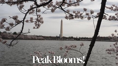 Peak Blooms in Washington, DC