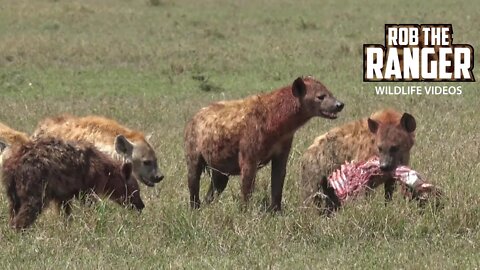 Hyena Clan Finish A Topi Feast | Maasai Mara Safari | Zebra Plains