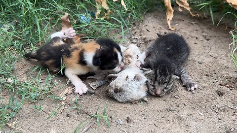 Homeless kittens crying for their sibling and mother because both are lost!