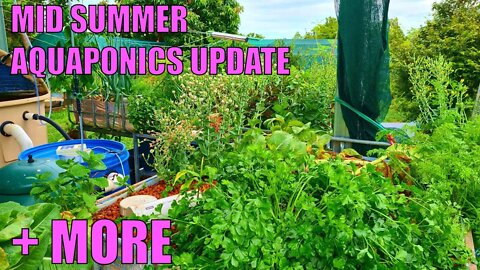 Aquaponics System | A Few Questions Answered & January 2021 Update