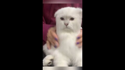 cute cat # viral videoRambal# funny video# cat video# animal video# rambal funny short# video#