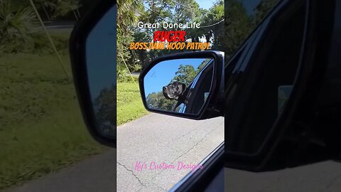 Great Dane Hood Patrol😂 #dog #funny #beach #greatdane #beach #customtumblers #dogs #beautiful #puppy