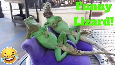 💥Ultimate Funny Lizard Viral Weekly LOL😂🙃 of 2019| Funny Animal Videos💥👌
