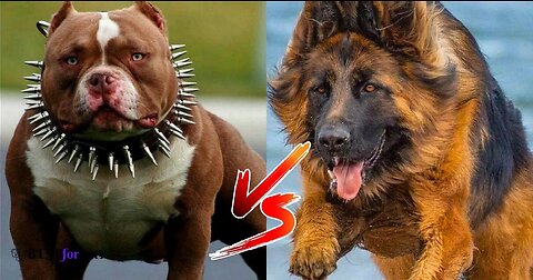 Terrifying Pitbull Attack on German Shepherd: Shocking Encounter Caught on Camera - viral | Dog