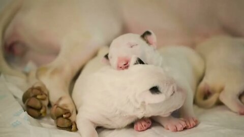 Cute puppies of bullterrier