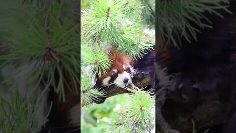 Red Panda in a Tree