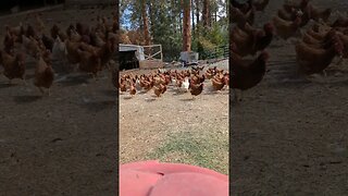 #chickens #farm #shorts