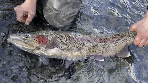 Big alaskan rainbow trout on the kenai with river jesus