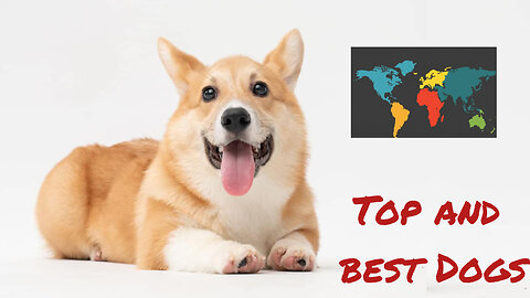 Top five apartment dog breeds in the world