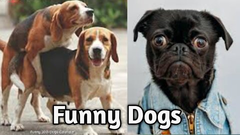 Funny dogs • Cute dogs • 🤣🤣🤣