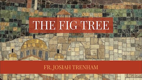 The Fig Tree