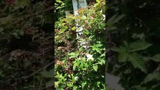 blackberry vines on a gardenia bush