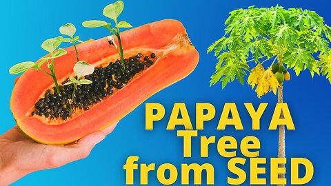 Growing PAPAYA Tree From Seed TIME LAPSE