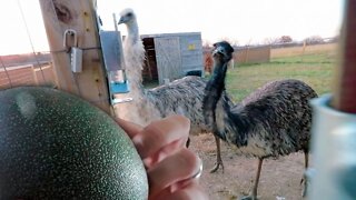 It’s time to make some EMU eggs