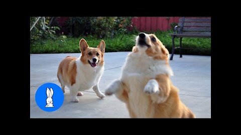 Corgi Are The Best - CUTEST Corgi Dogs Compilation