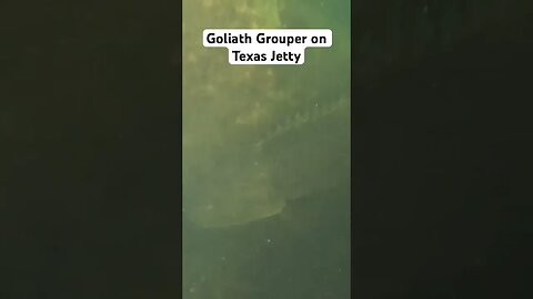 Rare Goliath Grouper on Texas Jetty