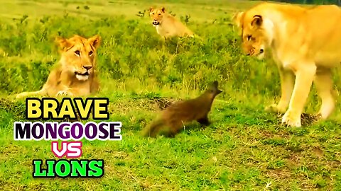 Brave Mongoose Vs 3 Lions |