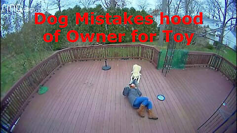 Cute Dog Mistakes Owners Hood for a Toy