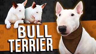 Bull terrier Compilado