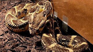 Venomous Puff Adder Snake Live Feeding #venomous