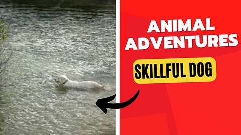 Skillful dog catches a ball in the river and has fun with his owner