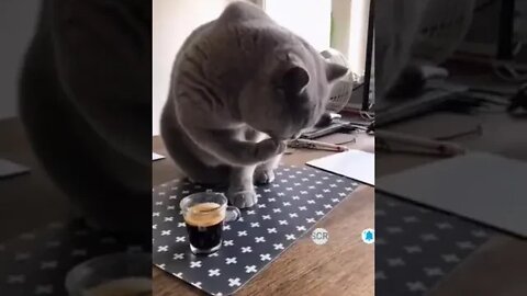 cute cat videos 😹 funny videos 😂 1060😻