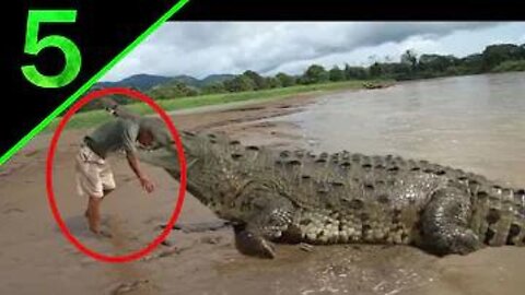 Most Shocking Animal Attacks On Humans Caught on Tape! | All Viral