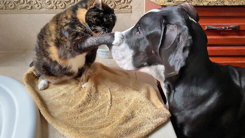 Great Dane Puppy Loves Playing With Kitty Best Friend