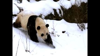 Panda Leaves USA for China