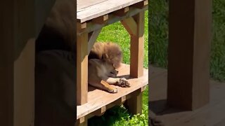 Lions sleeping during the day