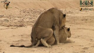 WILDlife: Lions In the Sand