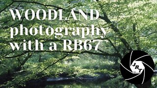 Local woodland photography