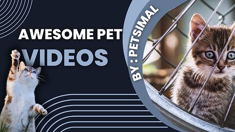 The Best Pet Videos - Make Your Heart Melt With These Cuties