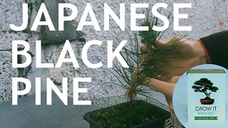 Japanese Black Pine from the "Grow It" Bonsai Seed Kit