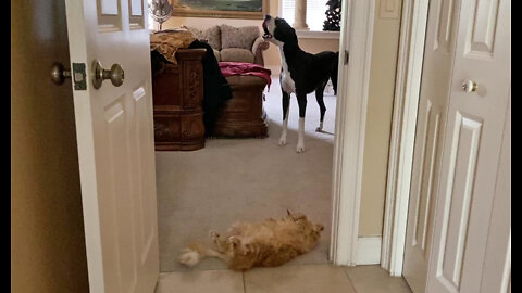 Laid Back Cat Blocks Doorway For Huge Great Dane