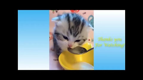 Top Funny Cat Videos Of The Weekly Try Not To Laugh Pets Garden