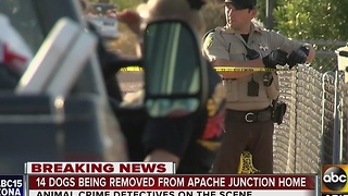 14 dogs removed from Apache Junction home