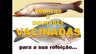 ROBALOS E DOURADAS VACINADAS - PARA A SUA REFEIÇÃO