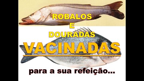 ROBALOS E DOURADAS VACINADAS - PARA A SUA REFEIÇÃO